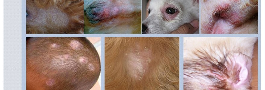 【犬貓】正品法國維克 派奧潔pyoderm 犬貓改善真菌性皮膚藥浴香波